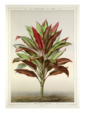 Dracaena stricta Giclee Print by P. Pannemaeker