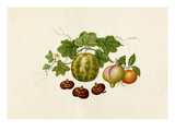 Citrus reticulata, Prunis persica, Citrullus lanatus, Eleocharis tuberosa Giclee Print by  Wang Lui Chi