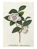 Stewartia malecodendron Giclee Print by James Bolton