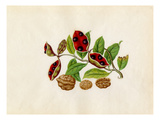 Sterculia monosperma, Juglans regia Giclee Print by  Wang Lui Chi