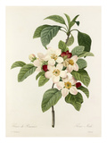 Plate 114 Giclee Print by Pierre-Joseph Redouté