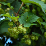 Hops Photographic Print by Magda Indigo