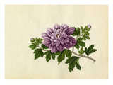 Hibiscus syriacus Giclee Print by  Wang Lui Chi