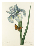 Plate 66 Giclee Print by Pierre-Joseph Redouté