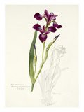 Plate 31 Giclee Print by  Williamson