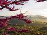 A Window on Spring Fotografie-Druck von Marco Carmassi