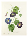 Plate 62 Giclee Print by Pierre-Joseph Redouté