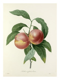 Pêcher à fruits lisses Giclee Print by  Victor