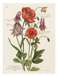 Plate 19 Giclee Print by Nicolas Robert