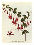 Fuchsia coccinea Giclee Print by James Bolton