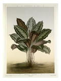 Maranta Veitchii Giclee Print by François Frédéric Grobon
