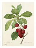 Plate 22 Giclee Print by Pierre-Joseph Redouté