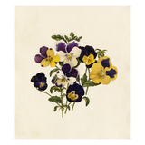 Viola tricolor Giclee Print by Caroline Maria Applebee