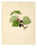 The Black Mulberry Giclee Print by William Hooker