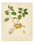 Knights Yellow Crab Giclee Print by William Hooker