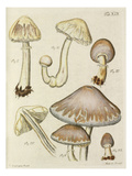 Tab. 19 Giclee Print by Jacob Christian Schaeffer
