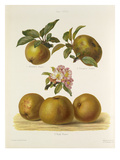 Volume II, Plate 33 Giclee Print by G Severeyns