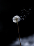 Just a Wind Blow Photographie par Marco Carmassi