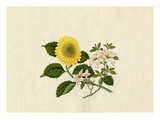 Weigela floribunda, Chrysanthemum indicum Giclee Print by  Wang Lui Chi