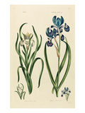 Plate 20 Giclee Print by John Hill