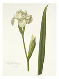 Plate 19 Giclee Print by  Williamson