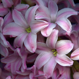 Pink Hyacynth Petals Photographic Print by Magda Indigo
