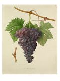 The Poonah Grape Giclee Print by William Hooker