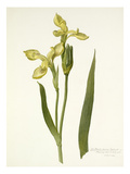 Plate 20 Giclee Print by  Williamson
