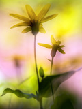 Arnica Giclee Print by Ursula Abresch
