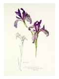 Plate 14 Giclee Print by  Williamson