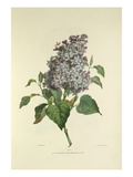 Lilac Giclee Print by Charles Joseph Hullmandel
