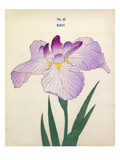 Plate 43 Giclee Print