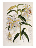 Lilium auratum Giclee Print by Walter Hood Fitch
