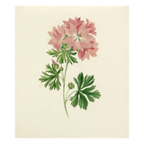 Plate 37 Giclee Print by Lydia Penrose