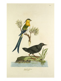 Tab L Giclee Print by John Frederick Miller