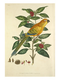 Tab V Giclee Print by John Frederick Miller