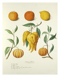 Page 37 Giclee Print by Pierre Francois Ledoulx