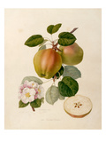 The Dutch Codlin Giclee Print by William Hooker