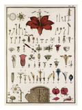 Plate IV Giclee Print by Jean Baptiste François Bulliard