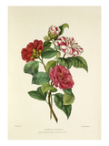 Camellia japonica Giclee Print by Charles Joseph Hullmandel