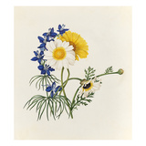 Delphinium grandiflorum, Argyranthemum frutescens Giclee Print by Caroline Maria Applebee