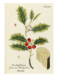 Tab 578 Giclee Print by Ignaz Albrecht