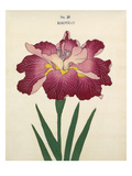 Plate 38 Giclee Print