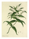 Plate 531, Vol I Giclee Print by Henry Charles Andrews