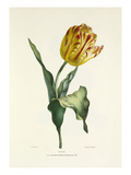 Tulip Giclee Print by Charles Joseph Hullmandel