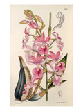 Calanthe Veitchii gx Giclee Print by Walter Hood Fitch