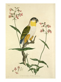 Tab IV Giclee Print by John Frederick Miller