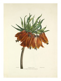 Imperial Lily Giclee Print by Charles Joseph Hullmandel