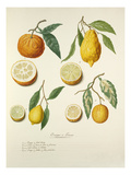 Page 36 Giclee Print by Pierre Francois Ledoulx