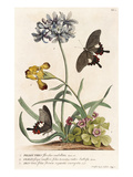 1. Polyanthes, 2. Oxalis, 3. Iris Giclee Print by Georg Dionysius Ehret